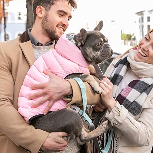 Hızlı Açılan Metal Tokalı HUGO & HUDSON Tüvit Köpek Tasması-Ayarlanabilir Rahat Yastıklı Eğitim Küçük, Orta ve Büyük