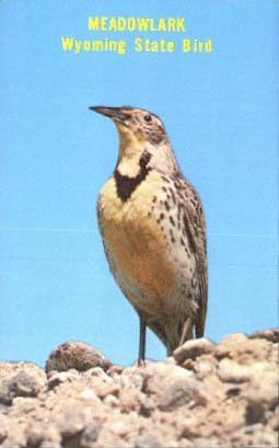Eyalet Kuşu, Wyoming Kartpostalı