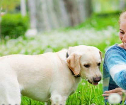 Sparky Pet Co Köpek Çit E Yaka Alıcı Ağır Naylon 3/4 3 Ardışık Delik Kayışı Tüm e Yaka Sistemleri Teal